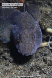 Tubenose goby by Rostislav Štefánek 